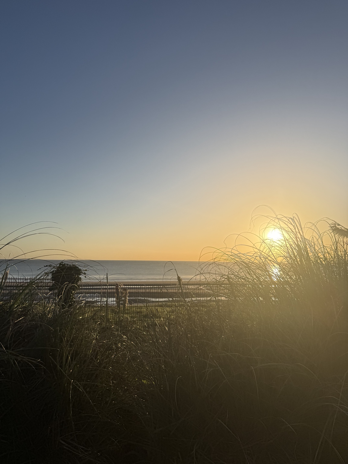 Sunset over the sea, seen through tall coastal grasses.